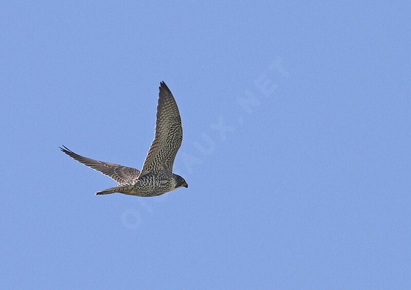 Peregrine Falcon male adult breeding