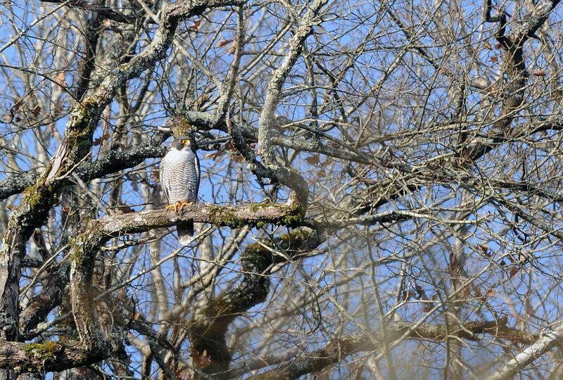 Peregrine Falcon male adult breeding