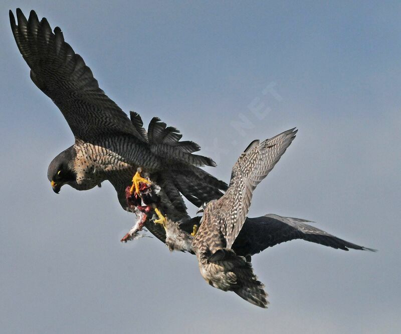 Peregrine Falcon