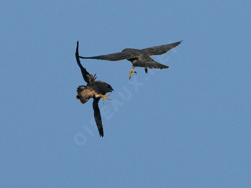 Peregrine Falcon