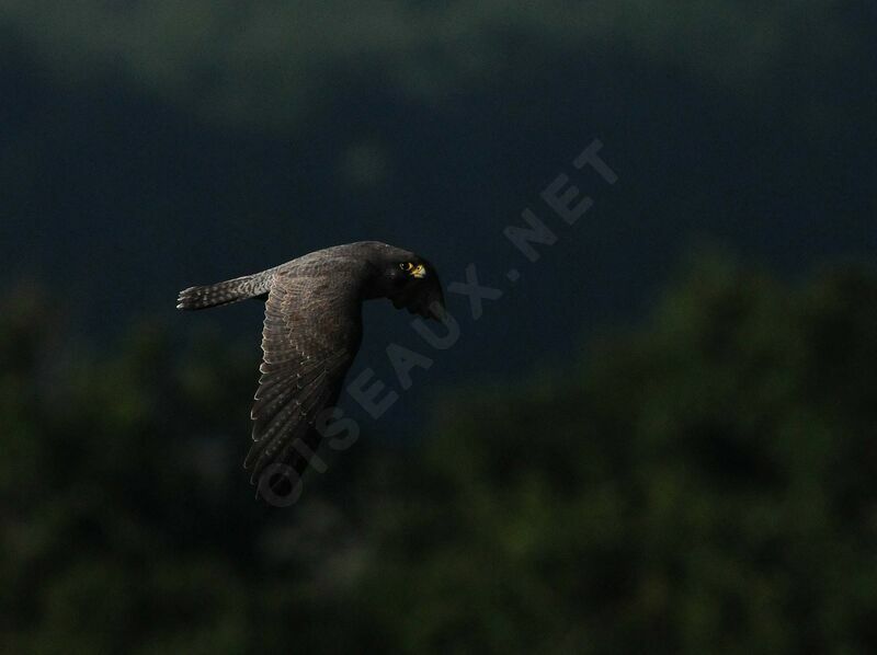 Peregrine Falcon