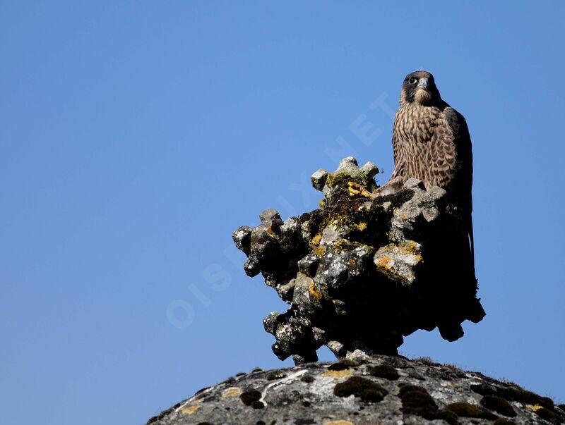 Peregrine Falcon