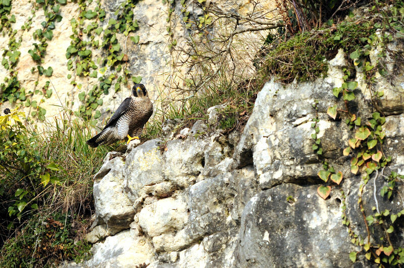 Peregrine Falcon