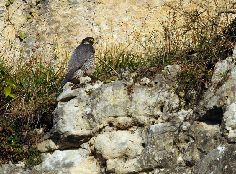 Peregrine Falcon female adult breeding