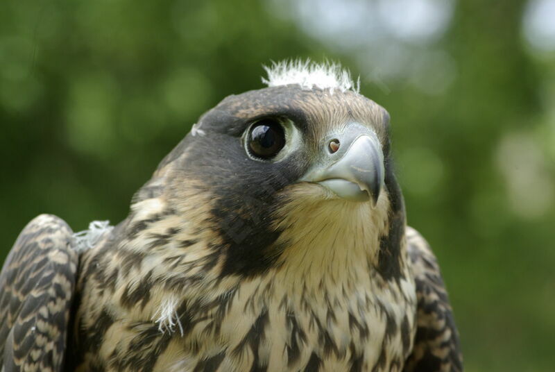 Peregrine Falcon female immature