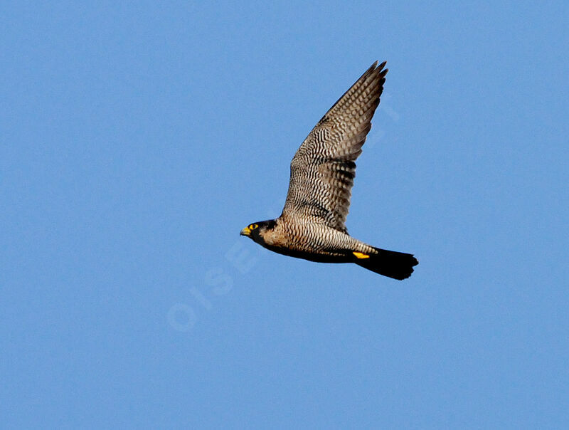 Peregrine Falcon