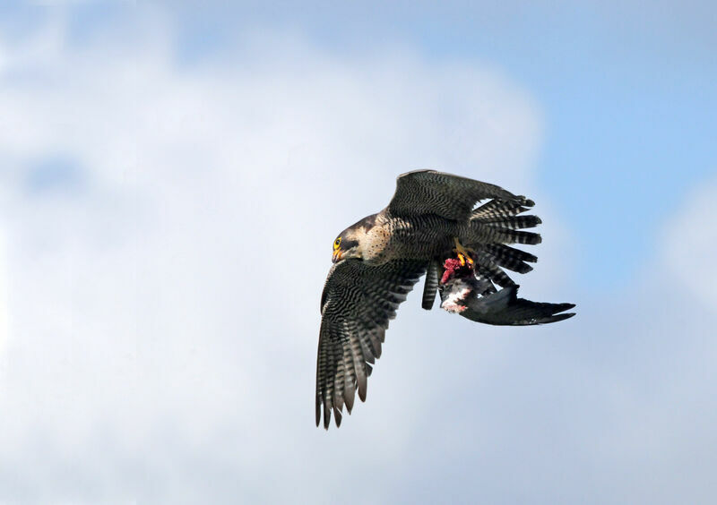 Peregrine Falcon