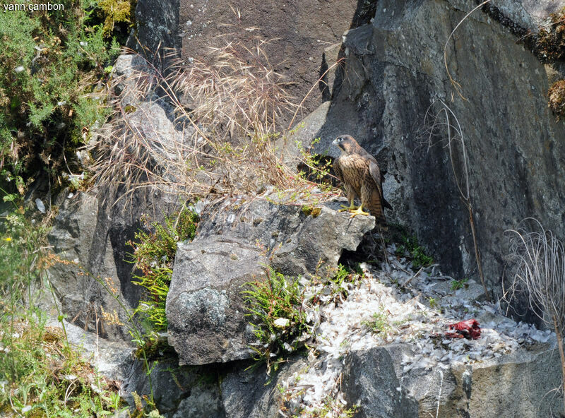 Peregrine Falcon