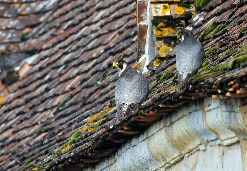 Peregrine Falcon