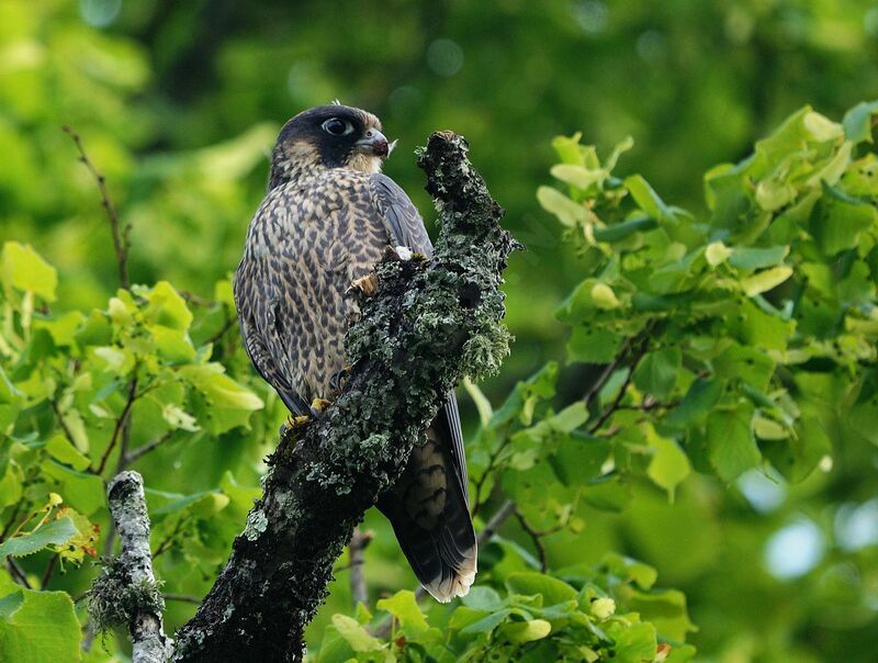 Peregrine Falcon