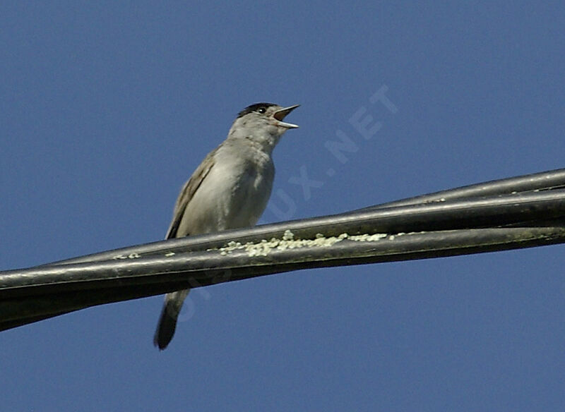 Eurasian Blackcap male adult breeding