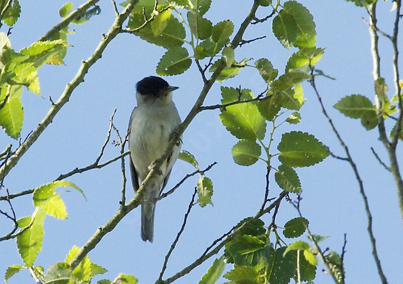 Eurasian Blackcap male adult breeding