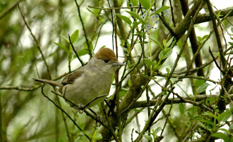 Eurasian Blackcap female adult breeding, Reproduction-nesting