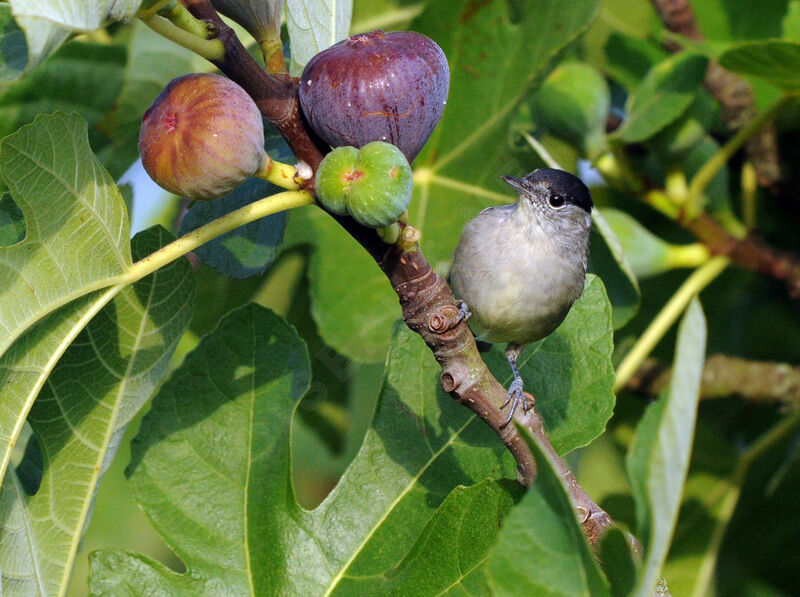 Eurasian Blackcap male adult breeding