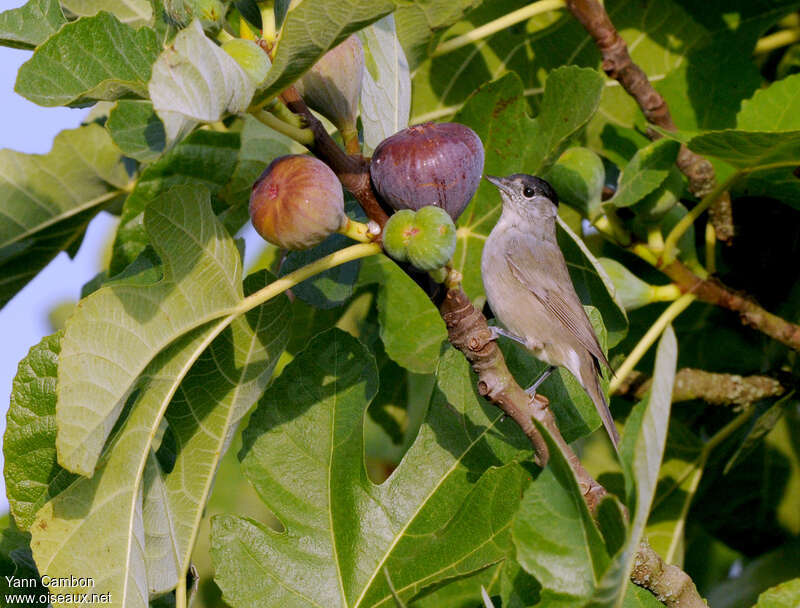 Eurasian Blackcap male adult, feeding habits