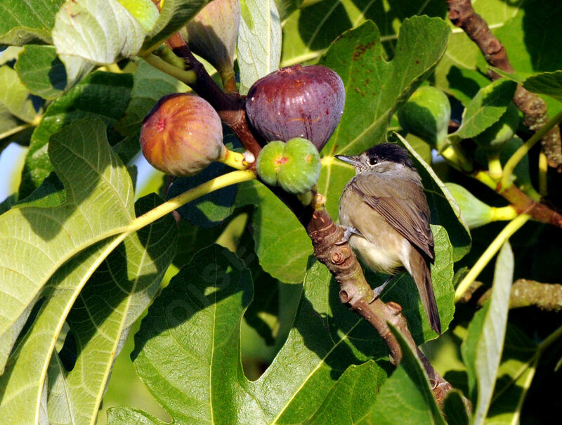 Eurasian Blackcap