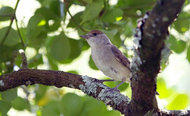 Eurasian Blackcap female adult breeding, Reproduction-nesting