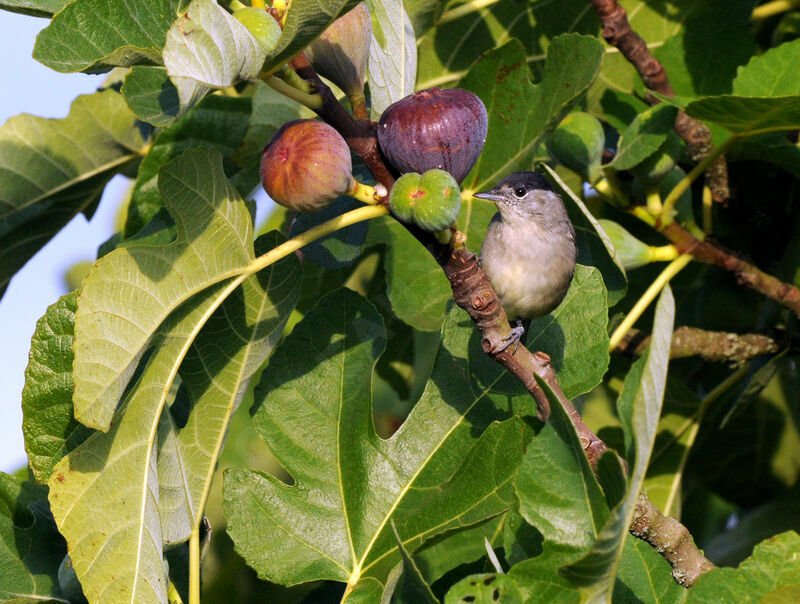 Eurasian Blackcap male adult breeding