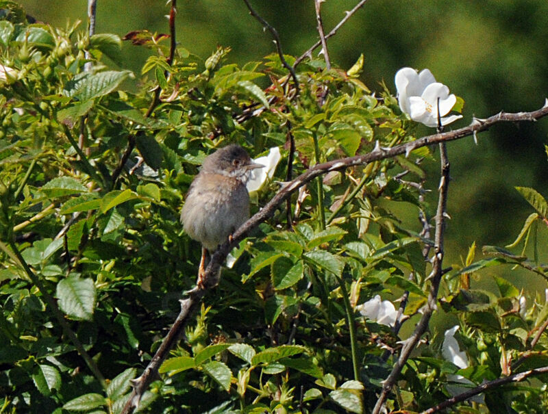 Common Whitethroat male adult breeding