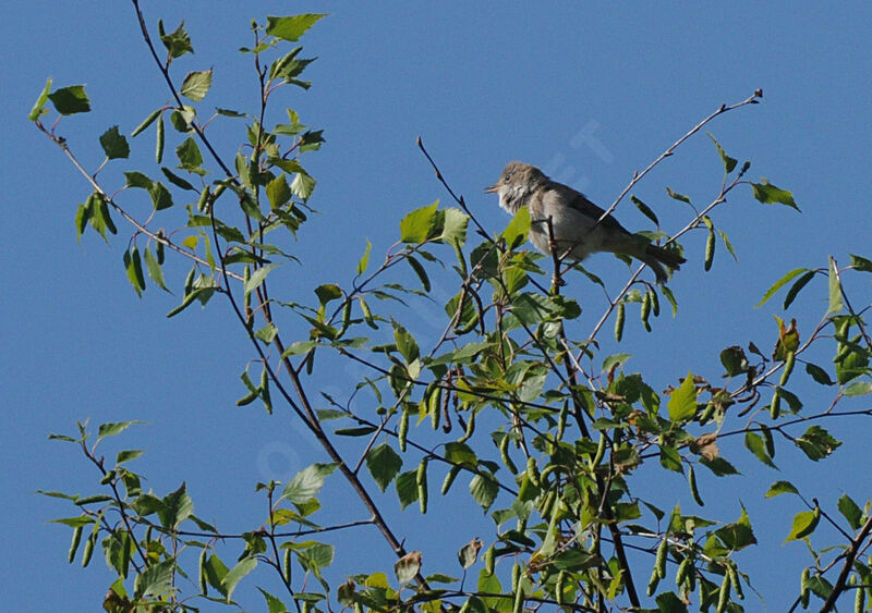 Fauvette grisette