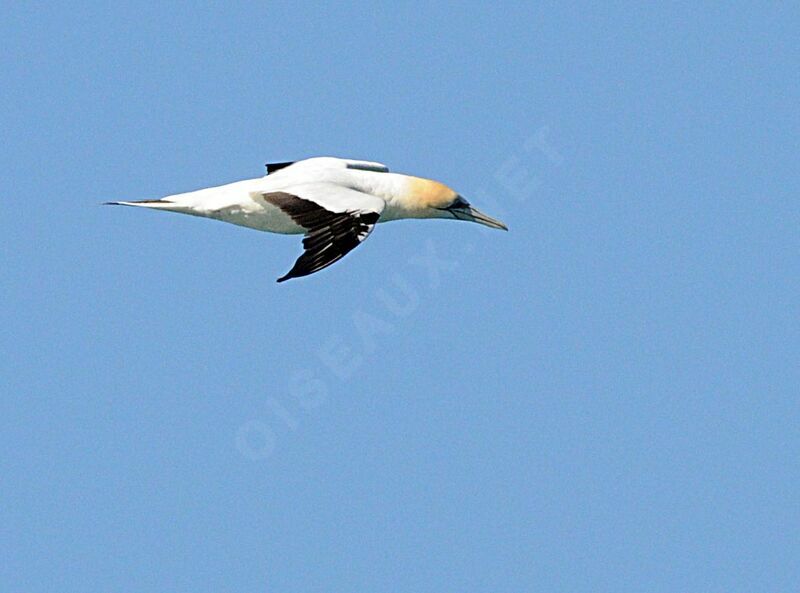 Australasian Gannet