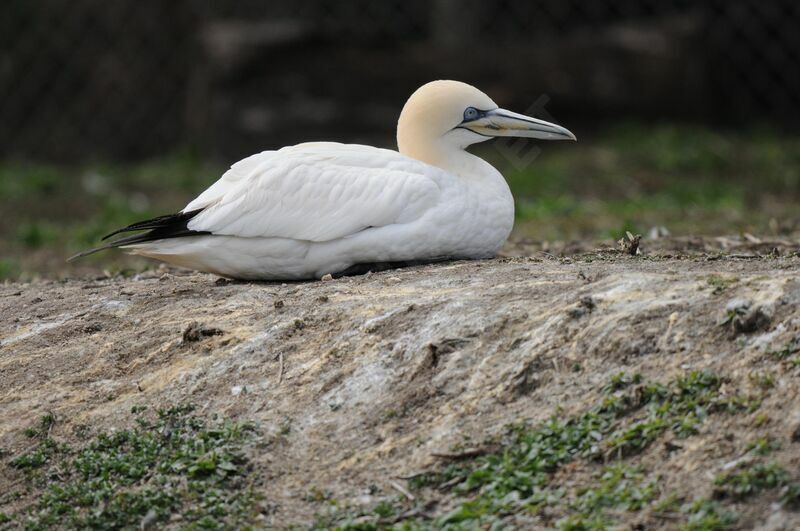 Northern Gannet