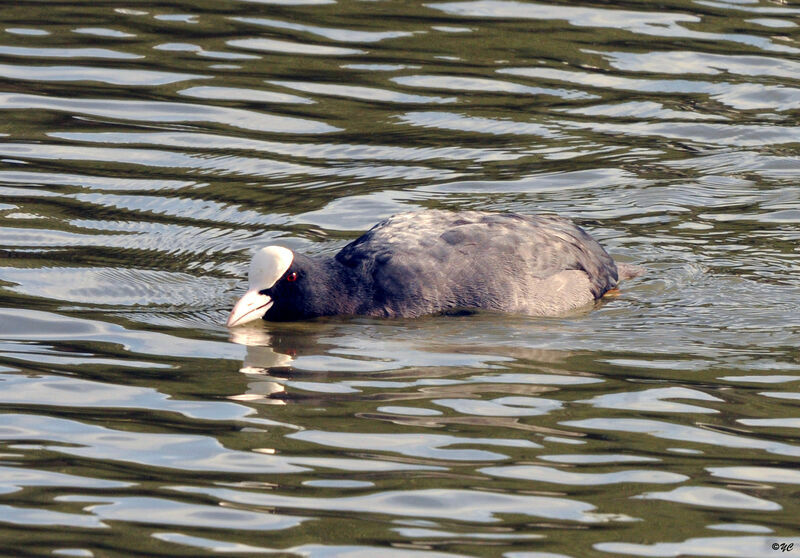 Foulque macroule