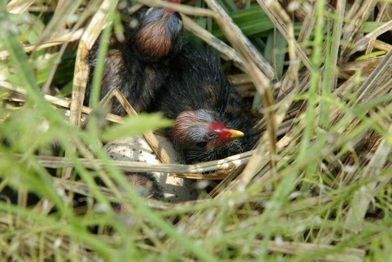 Eurasian Cootjuvenile