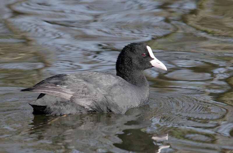 Foulque macroule