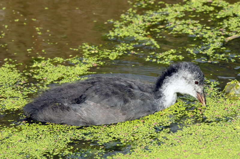 Eurasian Coot