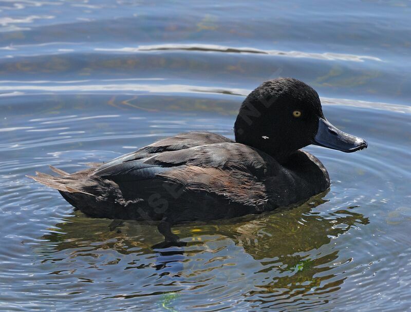 New Zealand Scaup