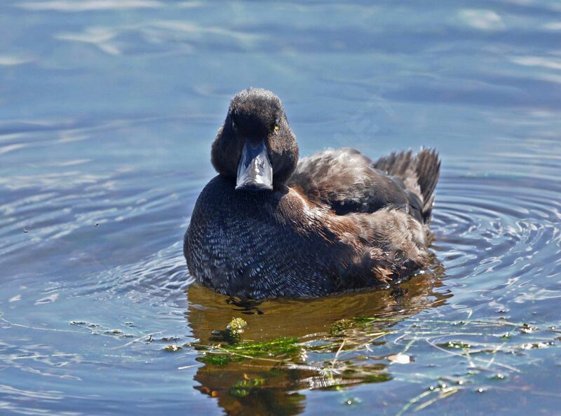 New Zealand Scaup