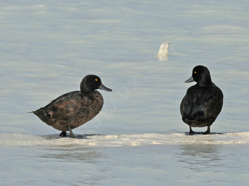 New Zealand Scaup