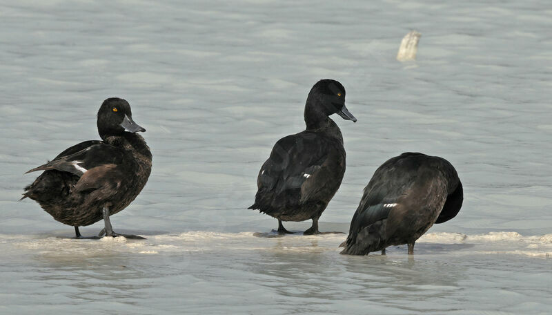 New Zealand Scaup