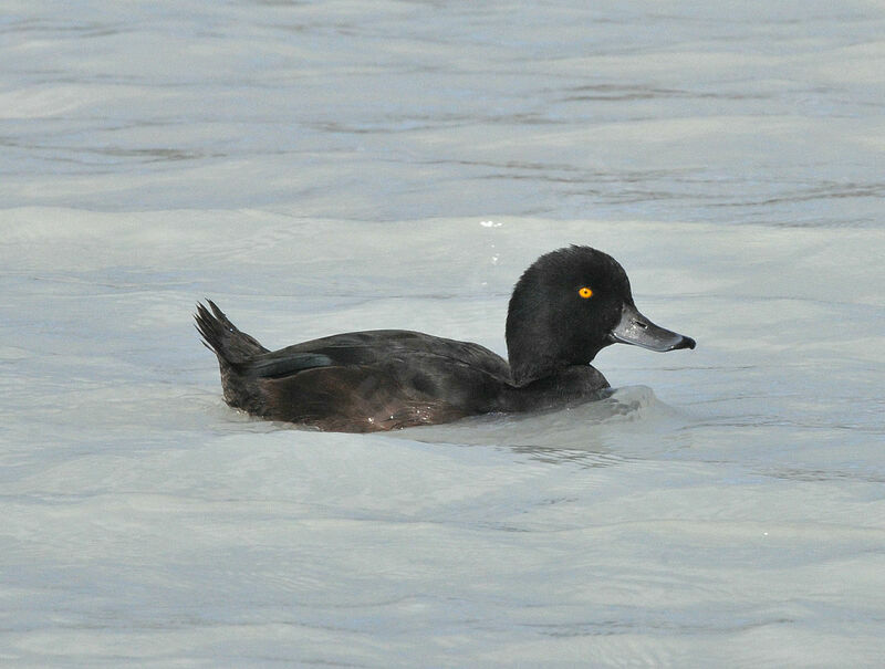 New Zealand Scaup