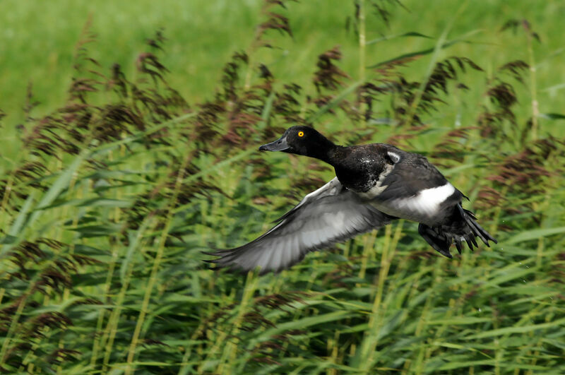 Fuligule morillon