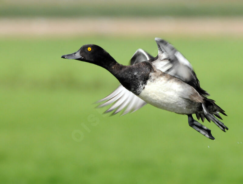 Tufted Duck