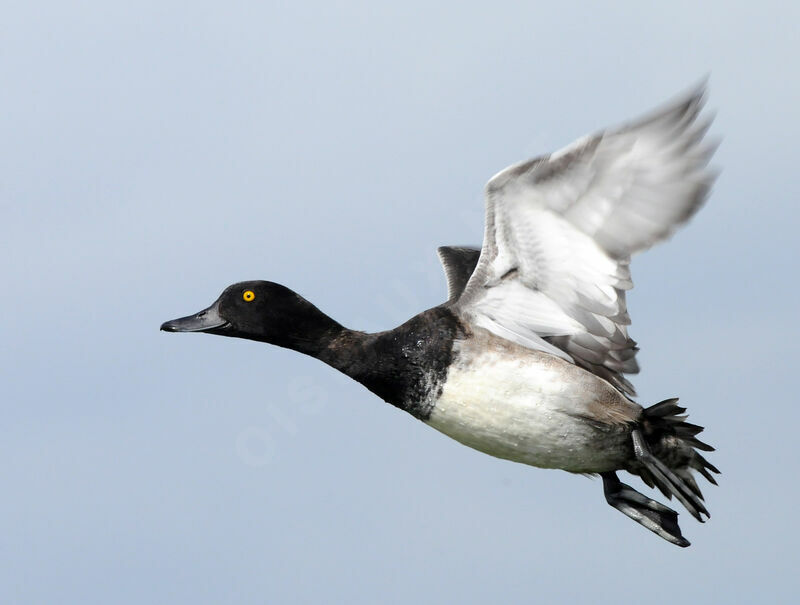 Tufted Duck