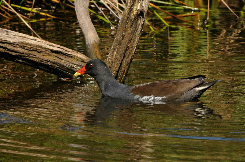 Common Moorhen