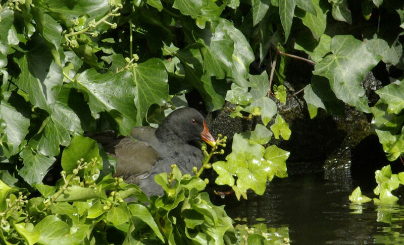 Gallinule poule-d'eau