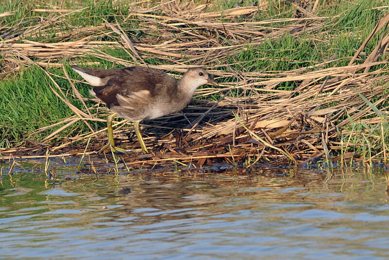 Gallinule poule-d'eau