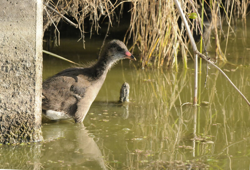 Common Moorhen