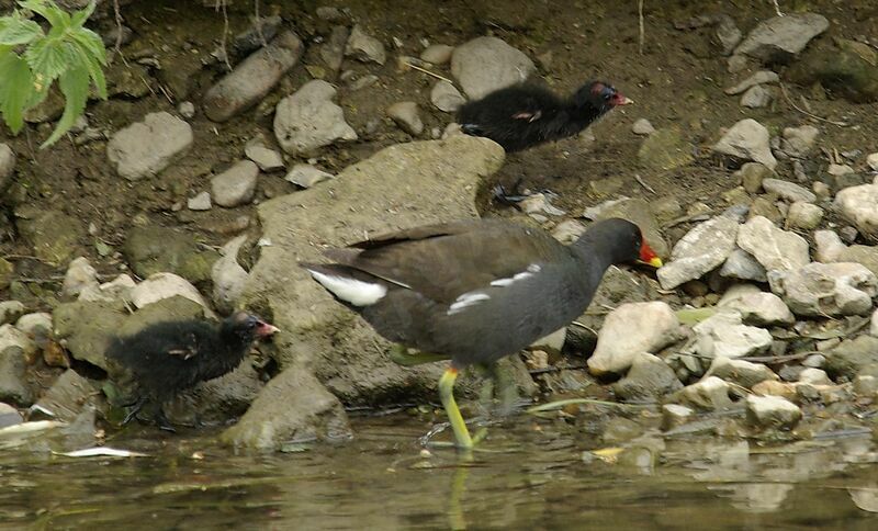 Gallinule poule-d'eau