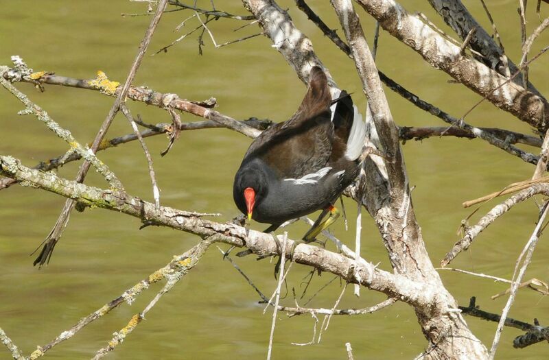 Gallinule poule-d'eau mâle adulte