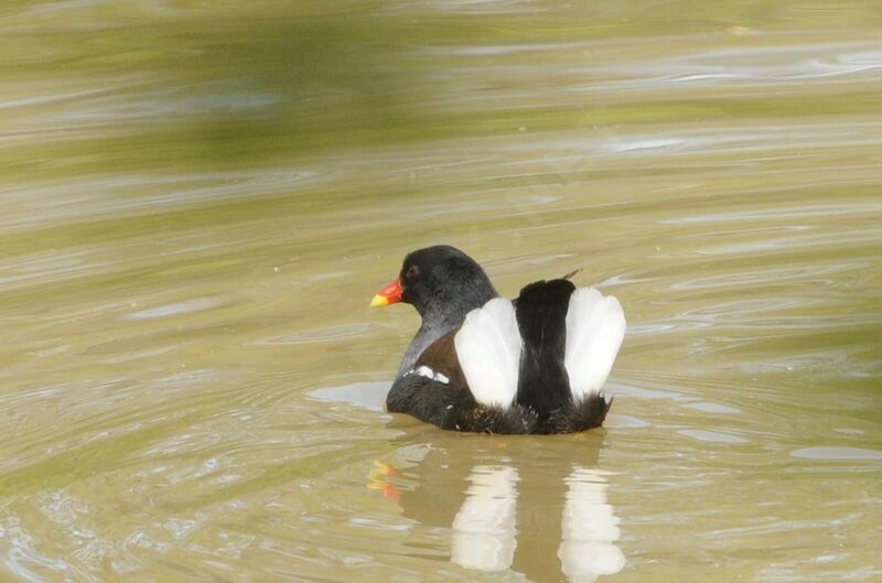 Common Moorhen male adult breeding