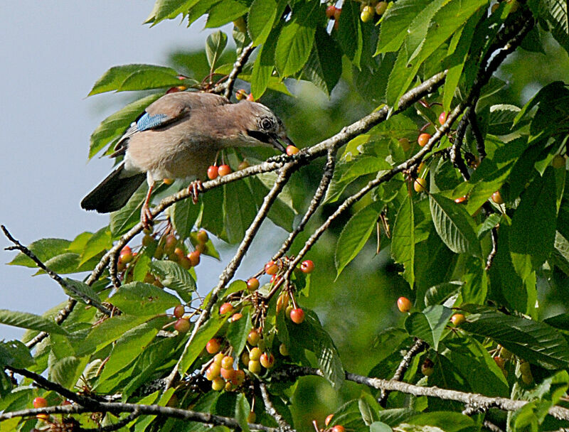 Eurasian Jay