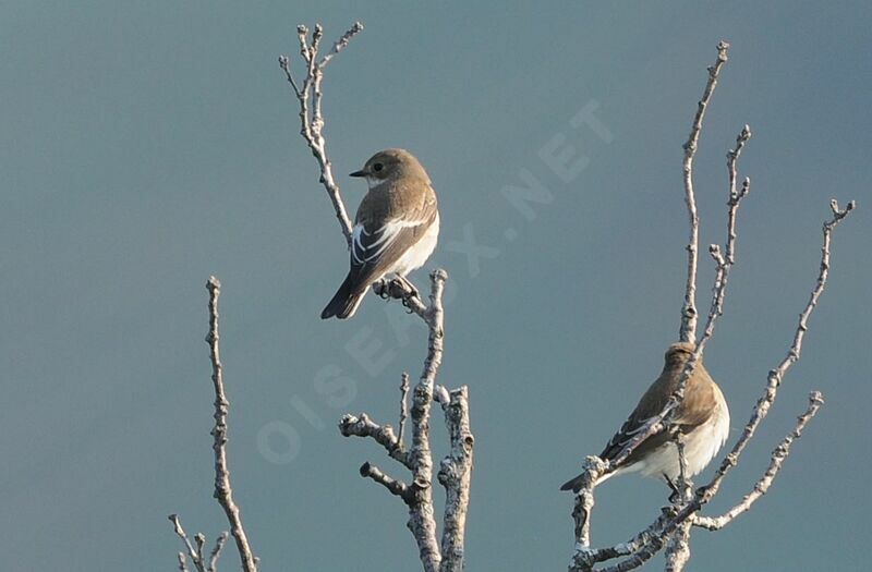 European Pied Flycatcher