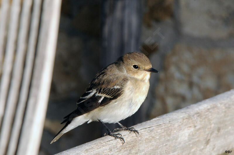 European Pied Flycatcheradult