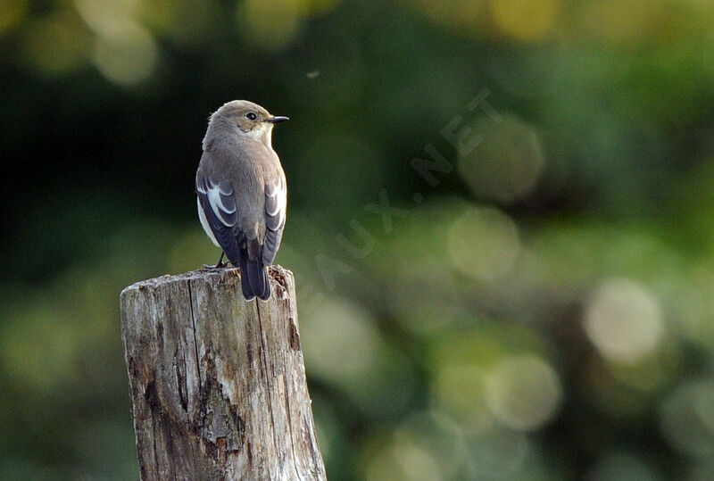 European Pied Flycatcher