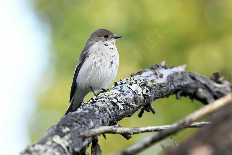 European Pied Flycatcher